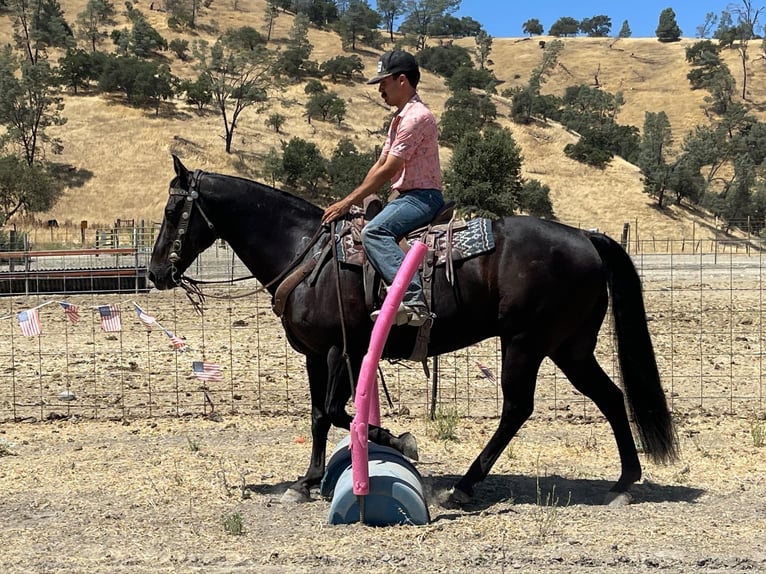 American Quarter Horse Ruin 14 Jaar 152 cm Zwart in Paicines CA