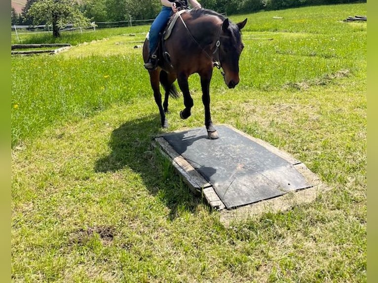American Quarter Horse Ruin 14 Jaar 153 cm Bruin in Steinen