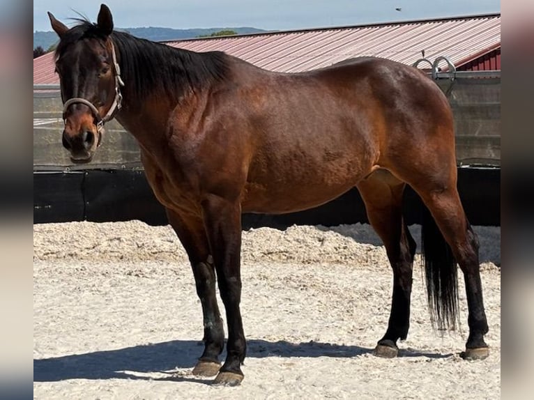 American Quarter Horse Ruin 14 Jaar 153 cm Bruin in Steinen