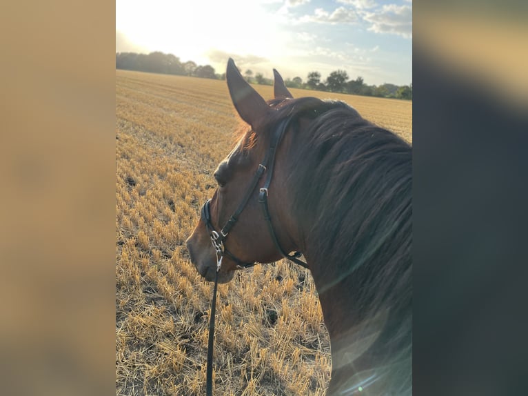 American Quarter Horse Mix Ruin 14 Jaar 153 cm Gevlekt-paard in Hatten