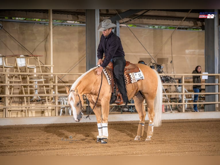 American Quarter Horse Ruin 14 Jaar 153 cm Palomino in Bad Vöslau