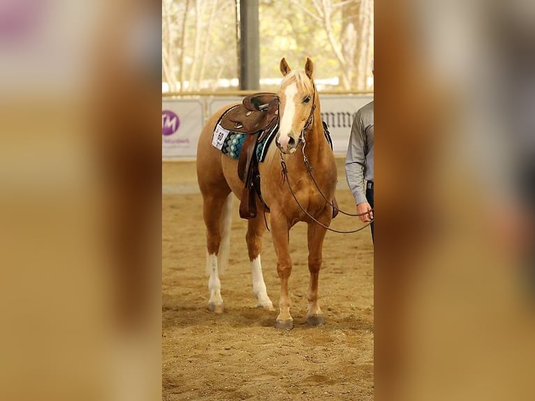 American Quarter Horse Ruin 14 Jaar 153 cm Palomino in Bad Vöslau