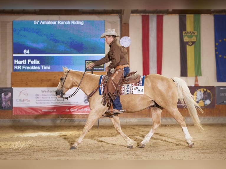 American Quarter Horse Ruin 14 Jaar 153 cm Palomino in Bad Vöslau