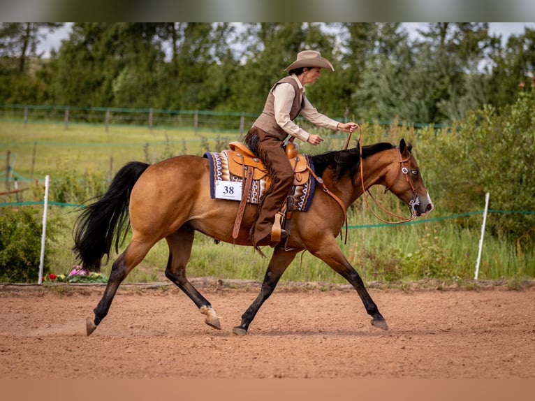 American Quarter Horse Ruin 14 Jaar 155 cm Bruin in Bad Neustadt an der Saale