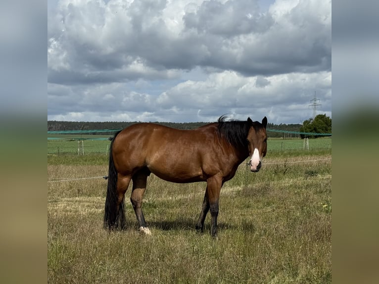 American Quarter Horse Ruin 14 Jaar 155 cm Bruin in Bad Neustadt an der Saale