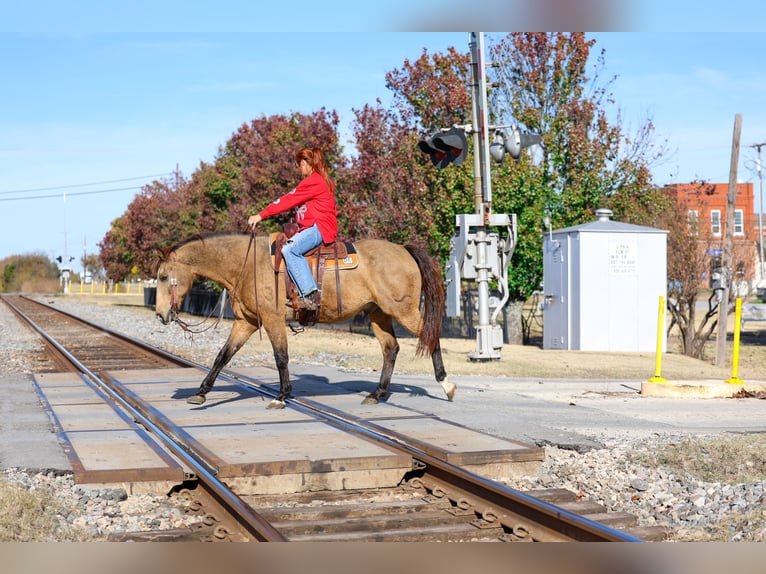 American Quarter Horse Ruin 14 Jaar 155 cm Buckskin in Forney