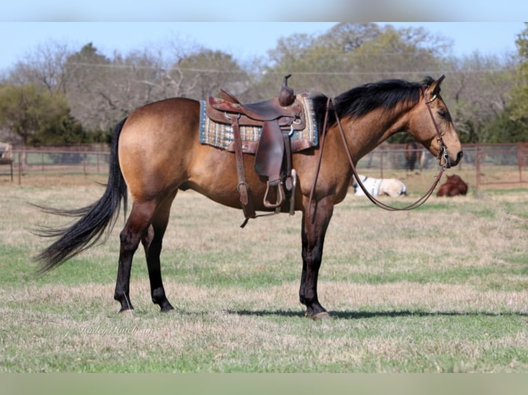 American Quarter Horse Ruin 14 Jaar 155 cm Buckskin in Joshua TX