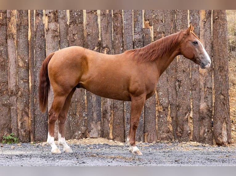 American Quarter Horse Ruin 14 Jaar 155 cm Donkere-vos in Everett PA