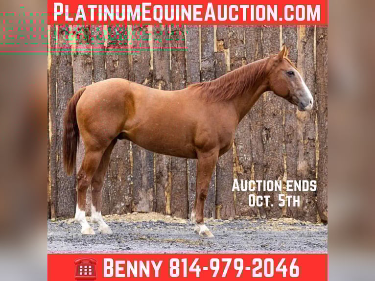 American Quarter Horse Ruin 14 Jaar 155 cm Donkere-vos in Everett PA