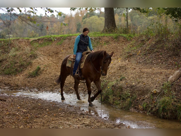 American Quarter Horse Ruin 14 Jaar 155 cm Donkere-vos in Rusk Tx