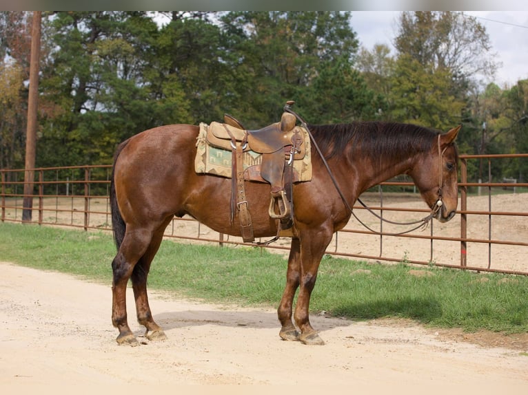 American Quarter Horse Ruin 14 Jaar 155 cm Donkere-vos in Rusk Tx