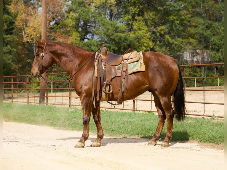 American Quarter Horse Ruin 14 Jaar 155 cm Donkere-vos in Rusk Tx