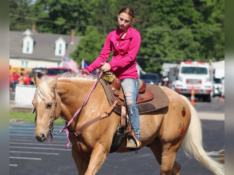 American Quarter Horse Ruin 14 Jaar 155 cm Palomino in Borden