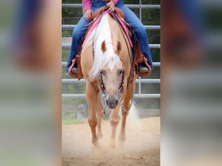 American Quarter Horse Ruin 14 Jaar 155 cm Palomino in Borden