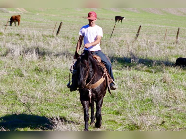 American Quarter Horse Ruin 14 Jaar 155 cm Roan-Blue in Paicines CA