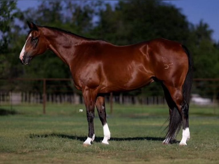 American Quarter Horse Ruin 14 Jaar 155 cm Roodbruin in Dennis, TX