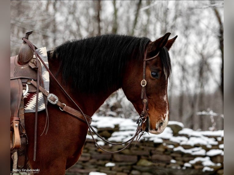 American Quarter Horse Ruin 14 Jaar 155 cm Roodbruin in Everette PA