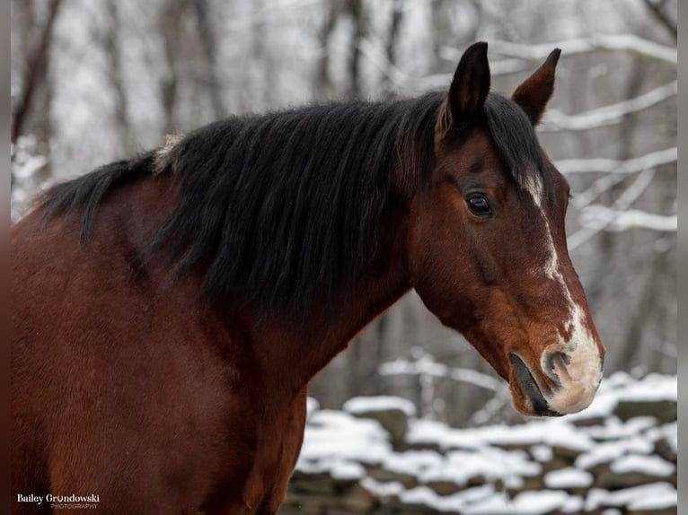 American Quarter Horse Ruin 14 Jaar 155 cm Roodbruin in Everette PA