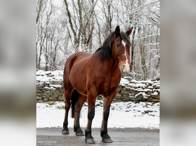 American Quarter Horse Ruin 14 Jaar 155 cm Roodbruin in Everette PA