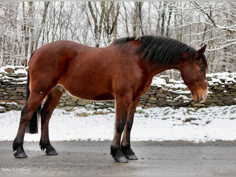 American Quarter Horse Ruin 14 Jaar 155 cm Roodbruin in Everette PA