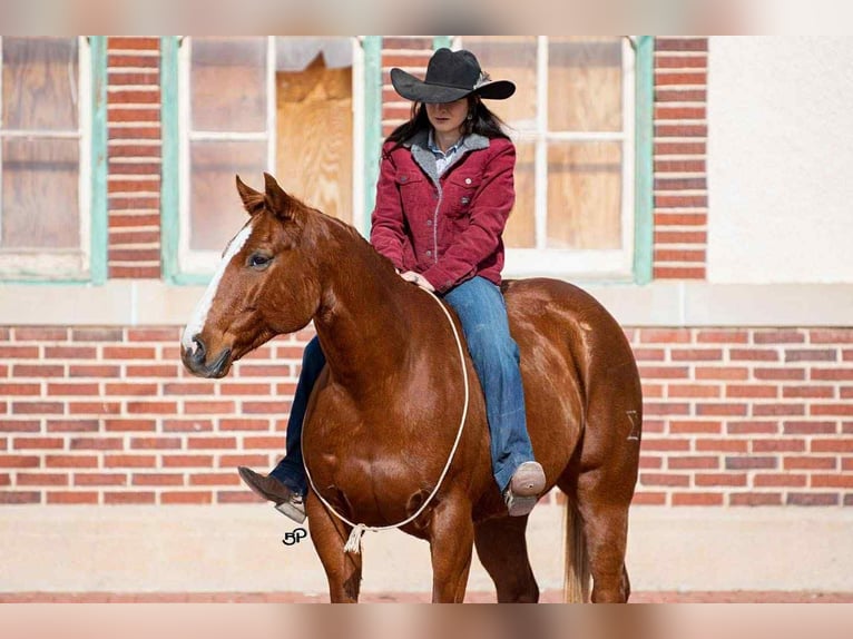 American Quarter Horse Ruin 14 Jaar 155 cm Roodvos in Canyon, TX