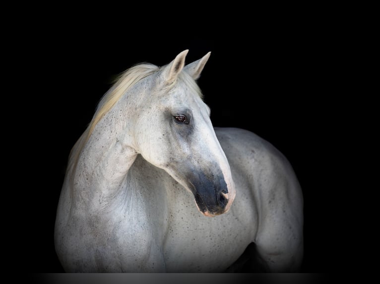 American Quarter Horse Ruin 14 Jaar 155 cm Schimmel in Weatherford, TX