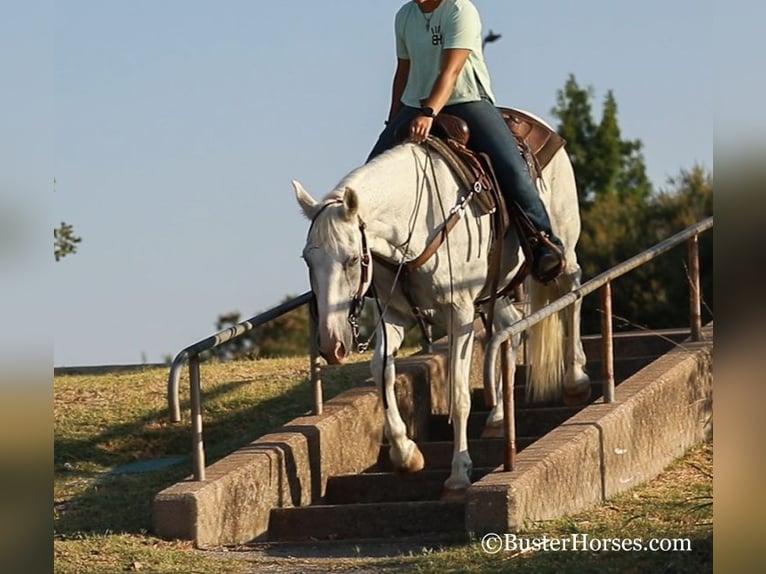 American Quarter Horse Ruin 14 Jaar 155 cm Schimmel in Weatherford, TX