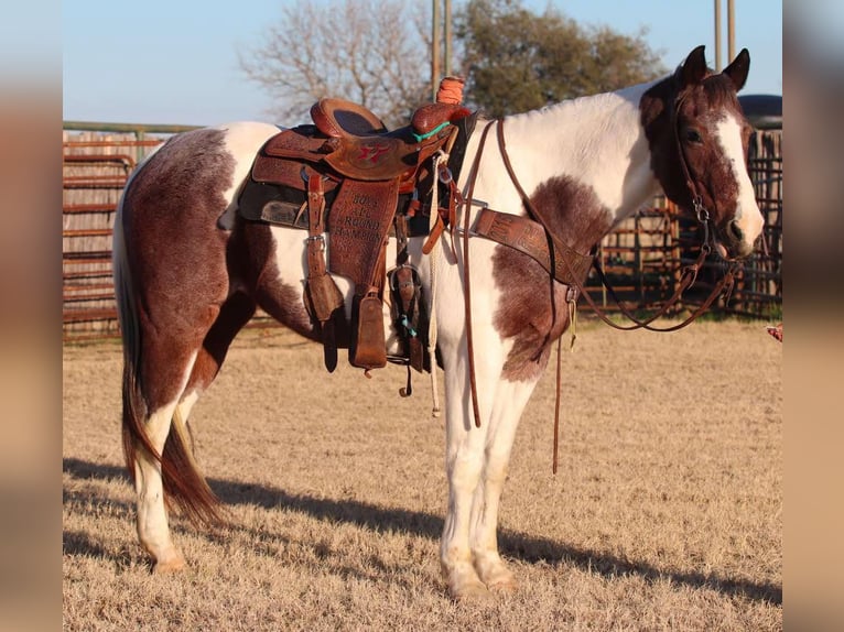 American Quarter Horse Ruin 14 Jaar 155 cm Tobiano-alle-kleuren in Lipan TX