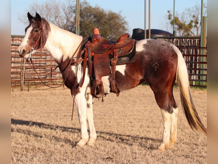 American Quarter Horse Ruin 14 Jaar 155 cm Tobiano-alle-kleuren in Lipan TX