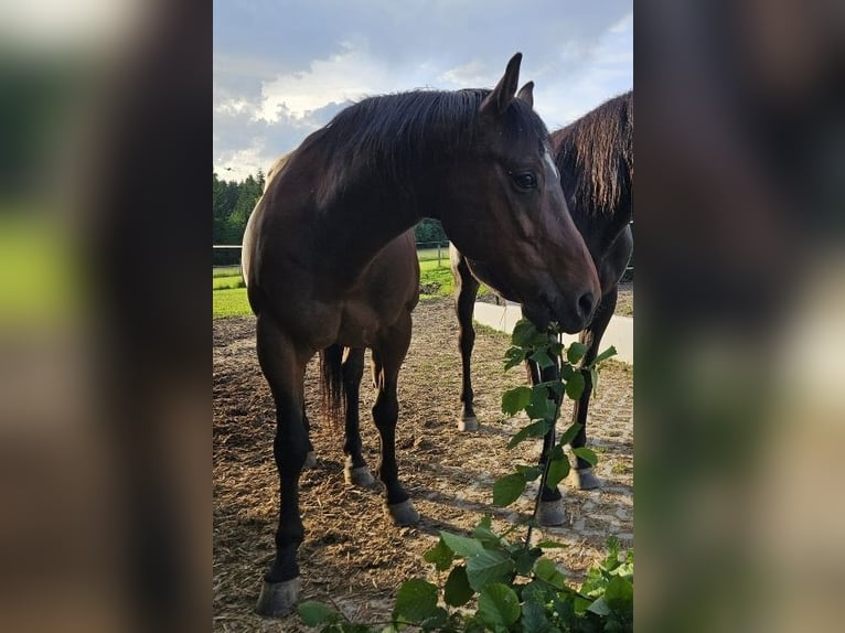 American Quarter Horse Ruin 14 Jaar 156 cm Bruin in Regen