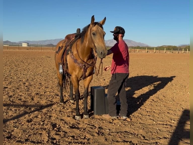 American Quarter Horse Ruin 14 Jaar 157 cm Buckskin in Marana