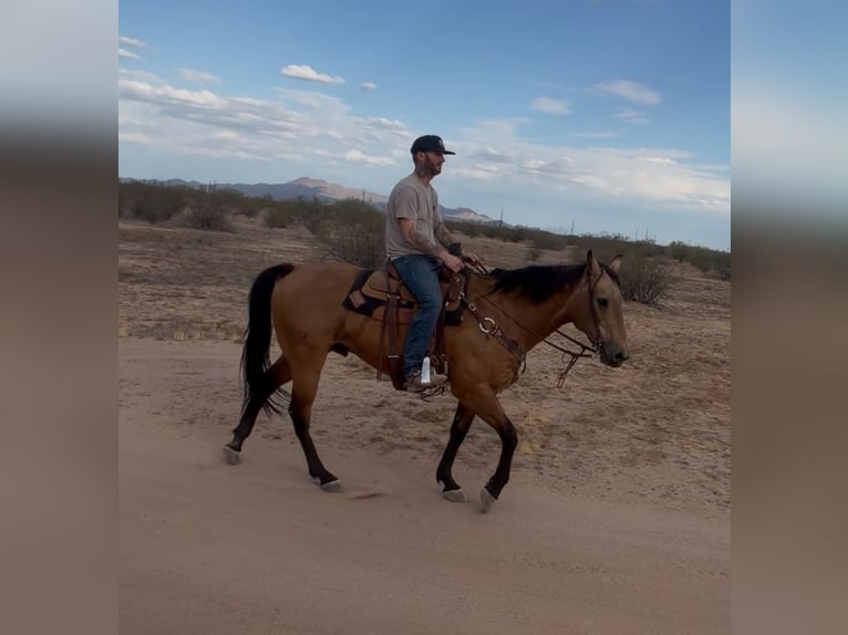American Quarter Horse Ruin 14 Jaar 157 cm Buckskin in Marana