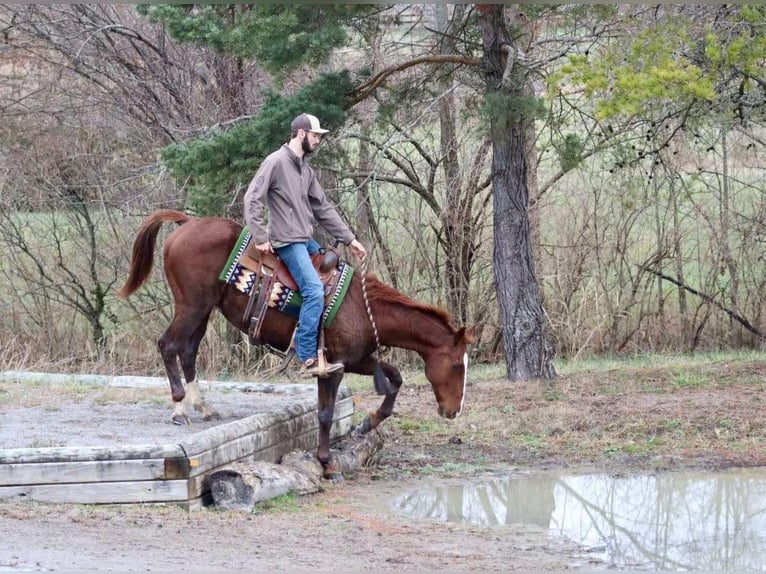 American Quarter Horse Ruin 14 Jaar 157 cm Donkere-vos in Brooksville KY