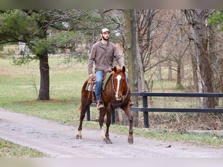 American Quarter Horse Ruin 14 Jaar 157 cm Donkere-vos in Brooksville KY