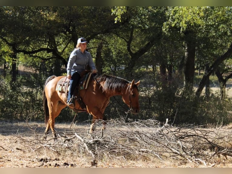 American Quarter Horse Ruin 14 Jaar 157 cm Falbe in Pilot Point, TX