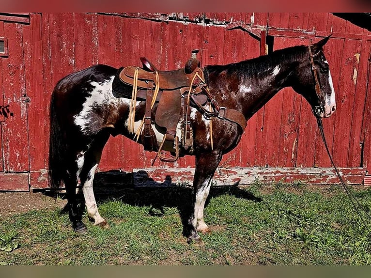 American Quarter Horse Ruin 14 Jaar 157 cm Overo-alle-kleuren in LaCygne KS