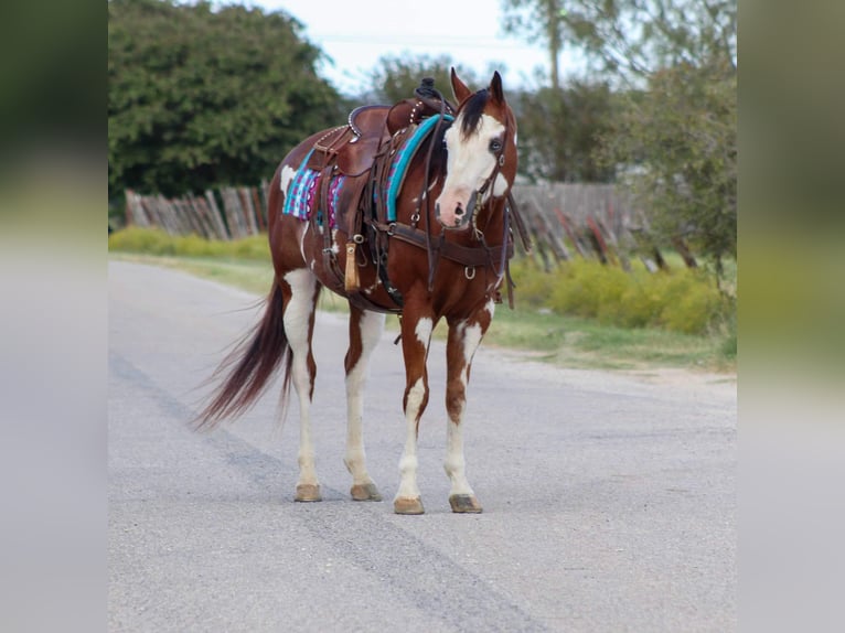 American Quarter Horse Ruin 14 Jaar 157 cm Overo-alle-kleuren in Stephenville TX