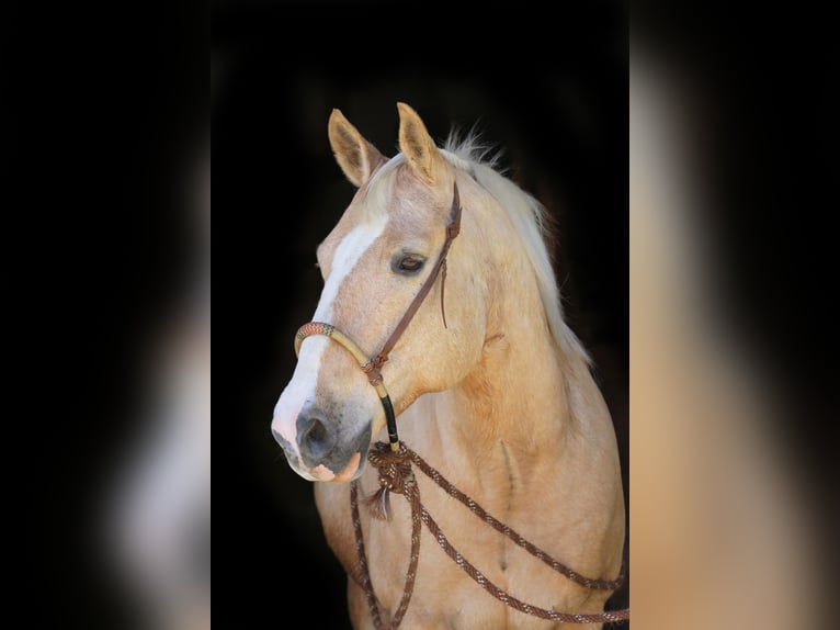 American Quarter Horse Ruin 14 Jaar 157 cm Palomino in Nellingen Oppingen