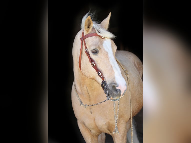 American Quarter Horse Ruin 14 Jaar 157 cm Palomino in Nellingen Oppingen