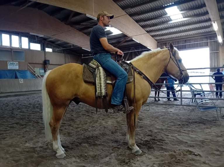 American Quarter Horse Ruin 14 Jaar 157 cm Palomino in Nellingen Oppingen