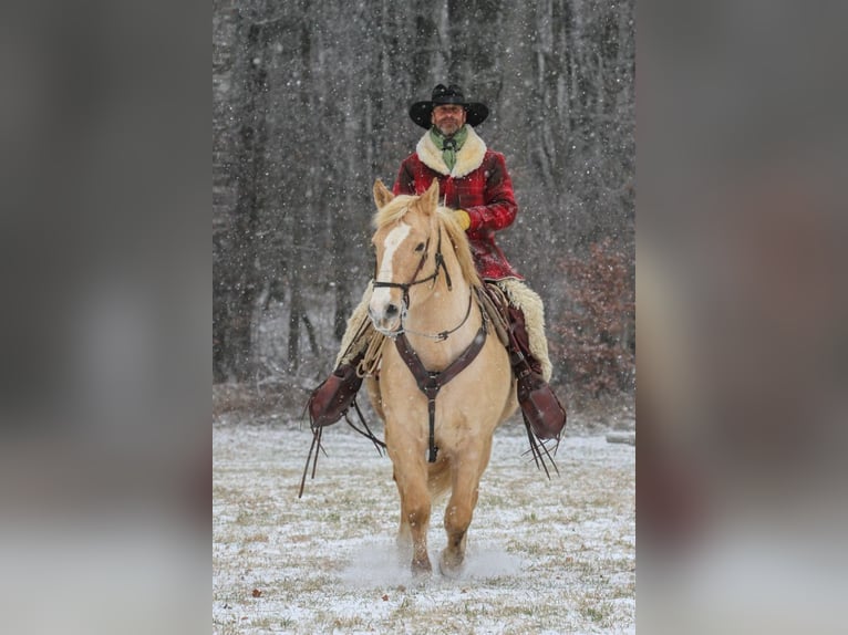 American Quarter Horse Ruin 14 Jaar 157 cm Palomino in Nellingen Oppingen