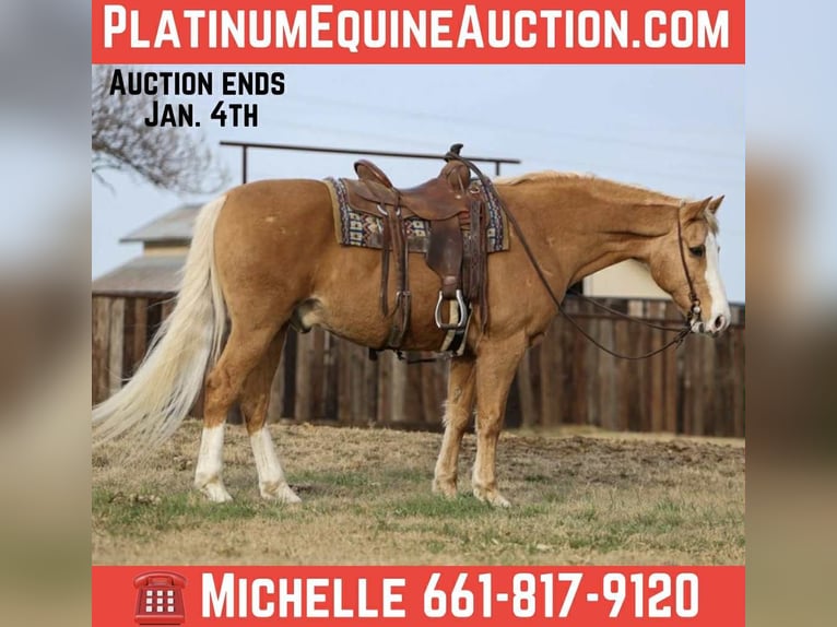 American Quarter Horse Ruin 14 Jaar 157 cm Palomino in Stephenville