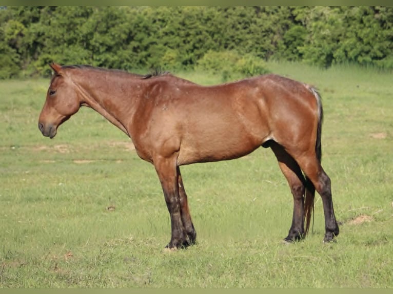 American Quarter Horse Ruin 14 Jaar 157 cm Roan-Bay in Poolville