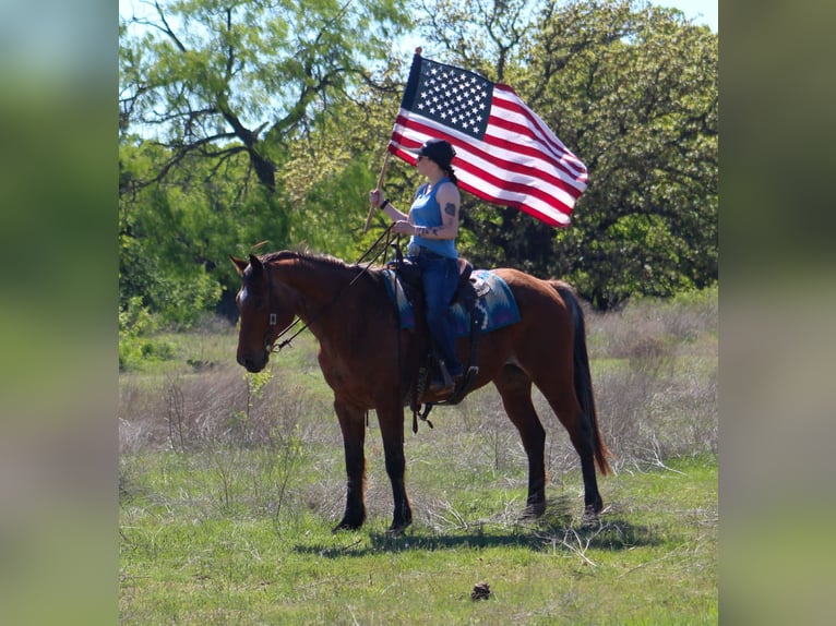 American Quarter Horse Ruin 14 Jaar 157 cm Roan-Bay in Poolville