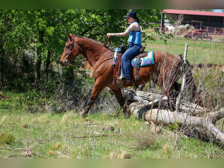 American Quarter Horse Ruin 14 Jaar 157 cm Roan-Bay in Poolville