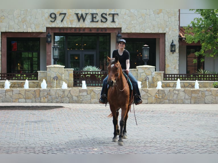 American Quarter Horse Ruin 14 Jaar 157 cm Roan-Bay in Poolville
