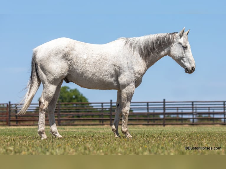 American Quarter Horse Ruin 14 Jaar 157 cm Schimmel in Weatherford TX