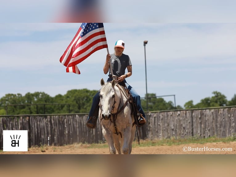 American Quarter Horse Ruin 14 Jaar 157 cm Schimmel in Weatherford TX