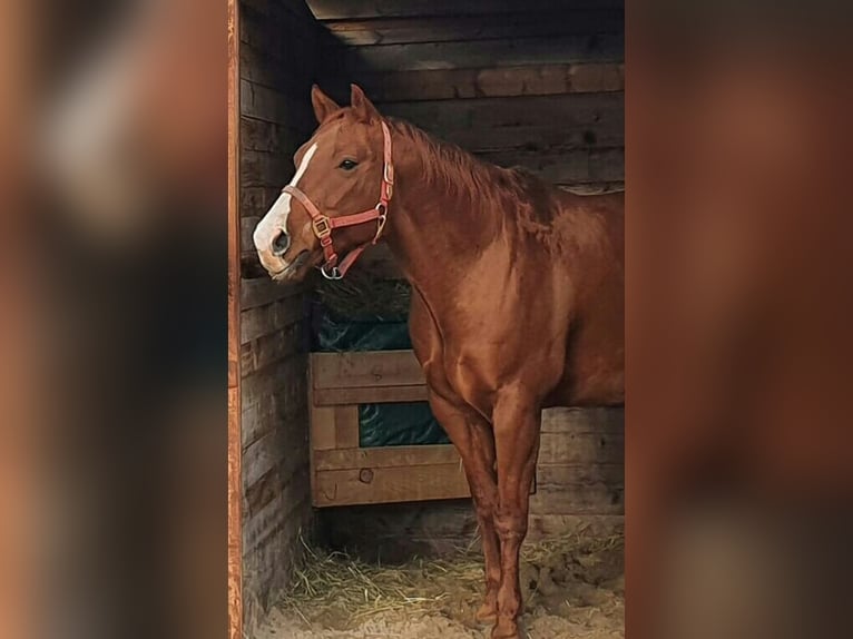 American Quarter Horse Ruin 14 Jaar 157 cm Vos in Karlsbad