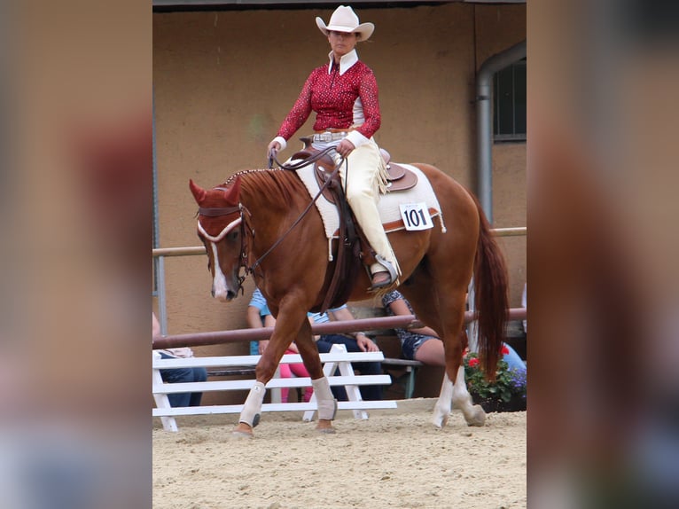 American Quarter Horse Ruin 14 Jaar 157 cm Vos in Karlsbad